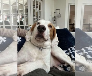 American Foxhound-Unknown Mix Dogs for adoption in Holly Springs, NC, USA