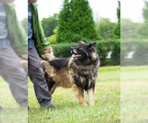 German Shepherd Dog Dogs for adoption in Derwood, MD, USA