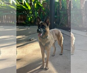 German Shepherd Dog-Unknown Mix Dogs for adoption in Escondido, CA, USA