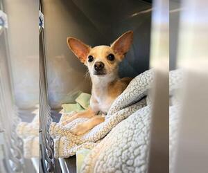 Chihuahua Dogs for adoption in Santa Cruz, CA, USA