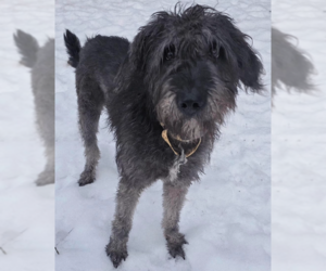 Irish Wolfhound-Poodle (Standard) Mix Dogs for adoption in Brooklyn Center, MN, USA