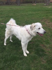 Great Pyrenees Dogs for adoption in Batavia, OH, USA