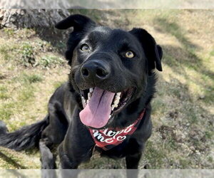 Labrador Retriever-Unknown Mix Dogs for adoption in Pueblo, CO, USA
