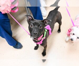 Mutt Dogs for adoption in Mundelein, IL, USA