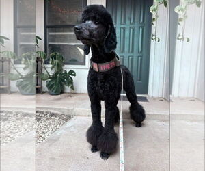 Poodle (Standard)-Unknown Mix Dogs for adoption in Grafton, WI, USA