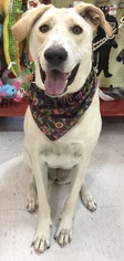 Labrador Retriever Dogs for adoption in Fort Pierce, FL, USA