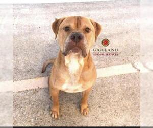 American Bulldog Dogs for adoption in Wadena, MN, USA