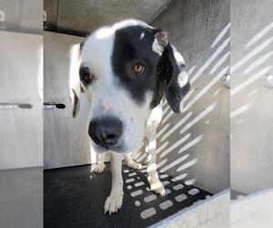 Labrador Retriever Dogs for adoption in San Antonio, TX, USA