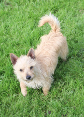 Norwich Terrier Dogs for adoption in PIPE CREEK, TX, USA