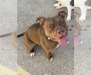 Mutt Dogs for adoption in Lockport, NY, USA