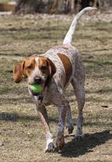English Coonhound Dogs for adoption in DeLand, FL, USA