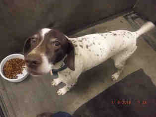 German Shorthaired Pointer Dogs for adoption in Oroville, CA, USA