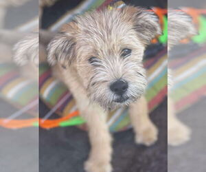 Border Terrier-Unknown Mix Dogs for adoption in Duluth, MN, USA