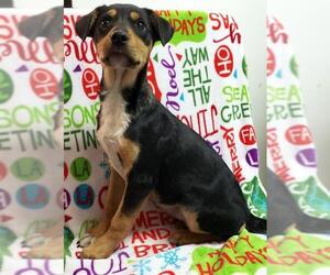 Boxweiler Dogs for adoption in Morton Grove, IL, USA