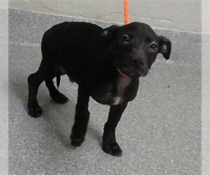 American Pit Bull Terrier-Dachshund Mix Dogs for adoption in Pasadena, TX, USA