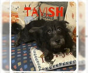 Dachshund Dogs for adoption in Ellijay, GA, USA