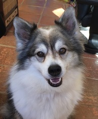 American Eskimo Dog-Keeshond Mix Dogs for adoption in Issaquah, WA, USA