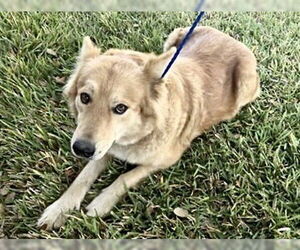 Border Collie-Unknown Mix Dogs for adoption in Houston, TX, USA