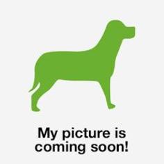 Labrador Retriever Dogs for adoption in Reeds, MO, USA