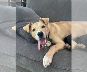 Border Collie-Unknown Mix Dogs for adoption in Royal Palm Beach, FL, USA