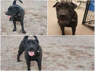 Chinese Shar-Pei Dogs for adoption in Brighton, CO, USA