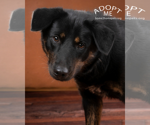 Border Collie-Unknown Mix Dogs for adoption in Denver, CO, USA