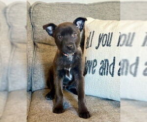 Mutt Dogs for adoption in Genesee, WI, USA