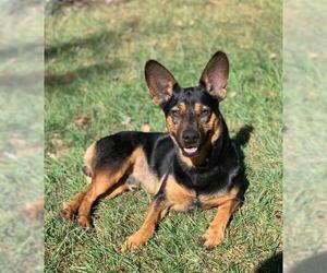 Dorgi Dogs for adoption in Germantown, OH, USA