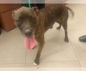 American Pit Bull Terrier Dogs for adoption in Rancho Cucamonga, CA, USA