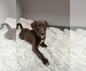 Collie-Labrador Retriever Mix Dogs for adoption in St. Louis Park, MN, USA