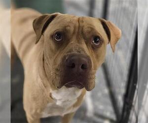 American Pit Bull Terrier Dogs for adoption in Bakersfield, CA, USA