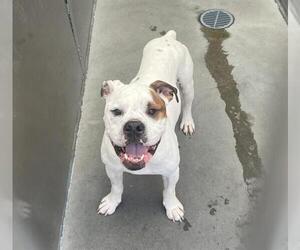 Bulloxer Dogs for adoption in Santa Cruz, CA, USA