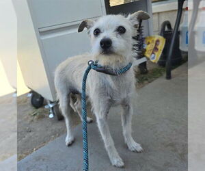 Mutt Dogs for adoption in Long Beach, CA, USA