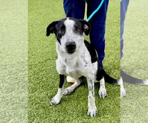 Mutt Dogs for adoption in Hilton Head, SC, USA