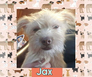 Mutt Dogs for adoption in Littleton, CO, USA