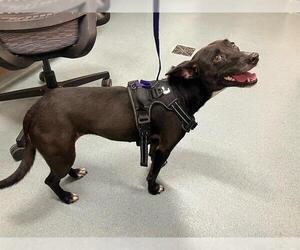 Mutt Dogs for adoption in Baytown, TX, USA