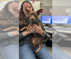 Miniature Pinscher-Unknown Mix Dogs for adoption in Stockton, CA, USA