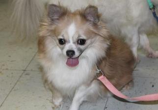 Chihuahua Dogs for adoption in Marble, NC, USA