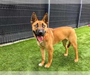 Mutt Dogs for adoption in Orange, CA, USA
