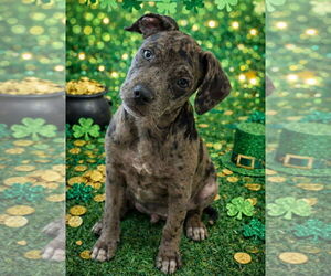 Mutt Dogs for adoption in Jackson Township, NJ, USA