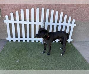 Labrador Retriever Dogs for adoption in Modesto, CA, USA