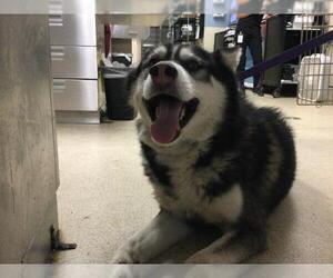 Siberian Husky Dogs for adoption in Riverside, CA, USA