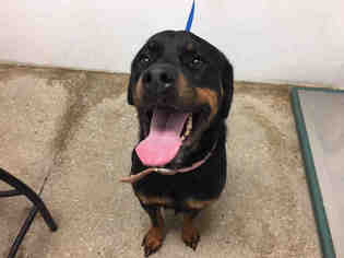 Rottweiler Dogs for adoption in Lawrence, KS, USA