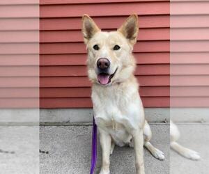 Huskies -Labrador Retriever Mix Dogs for adoption in Fargo, ND, USA