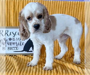 Cocker Spaniel-Unknown Mix Dogs for adoption in Genesee, WI, USA