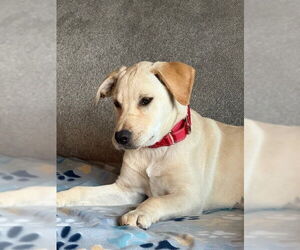 Labrador Retriever-Unknown Mix Dogs for adoption in Brewster, NY, USA