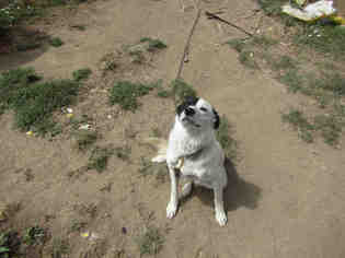Border Collie Dogs for adoption in Santa Rosa, CA, USA