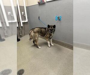 Akita-Unknown Mix Dogs for adoption in Las Vegas, NV, USA