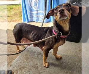 Chiweenie Dogs for adoption in Long Beach, CA, USA