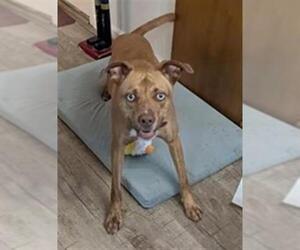 Mutt Dogs for adoption in San Antonio, TX, USA